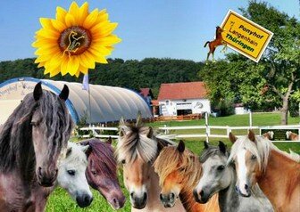 Der Ponyhof Kaata in Langenhain Thueringen Rimke Felix Knopf Ronja Jim D-Pony Fanday